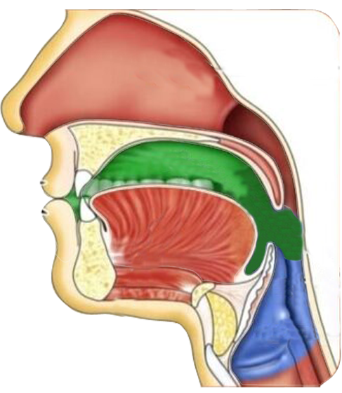 Mouth